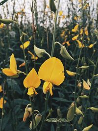 Close-up of yellow flowers blooming outdoors