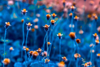 Close-up of flowering plants against blue sky