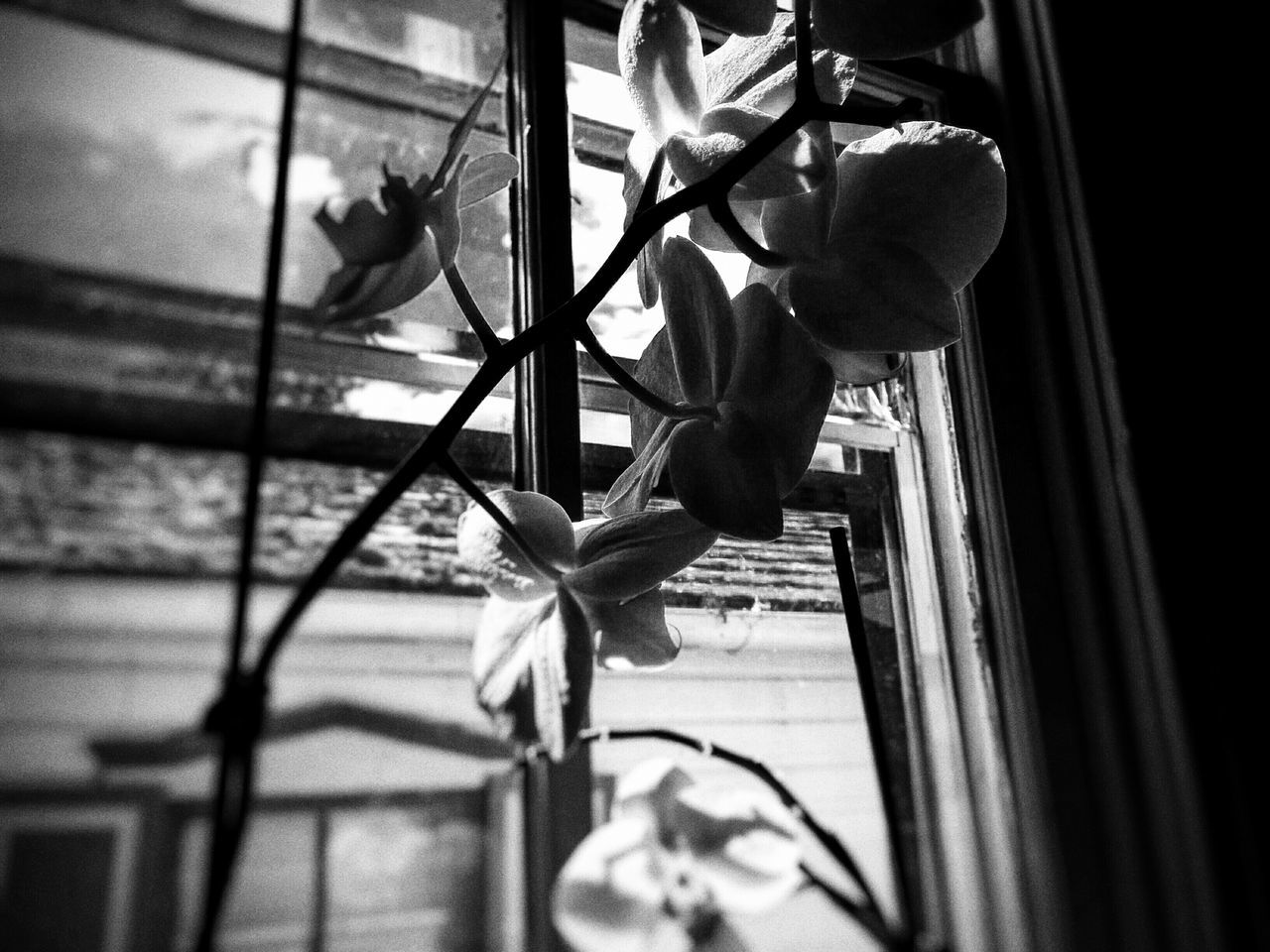 indoors, animal themes, window, flower, one animal, sunlight, home interior, plant, domestic animals, day, no people, close-up, bird, glass - material, window sill, nature, shadow, animal representation, pets, curtain