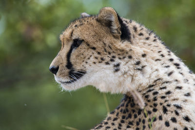 Close-up of a cat looking away