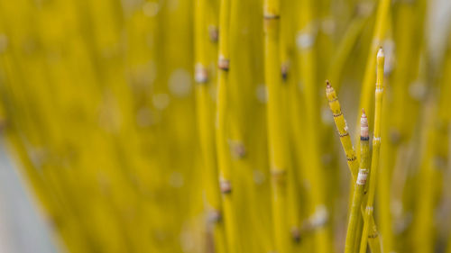 Close-up of yellow flowering plant