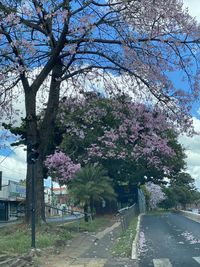 View of cherry blossom trees in city