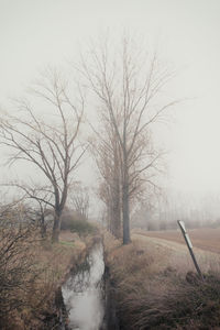 Bare trees on field in foggy weather