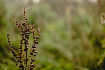 Close-up of flowering plant