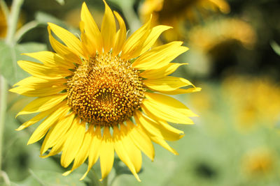 Close-up of yellow sunflower