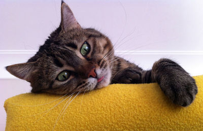 Close-up portrait of cat relaxing on couch