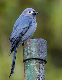 Nature wildlife image of an ashy drongo bird