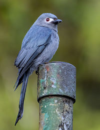 Close-up of bird perching on wooden post