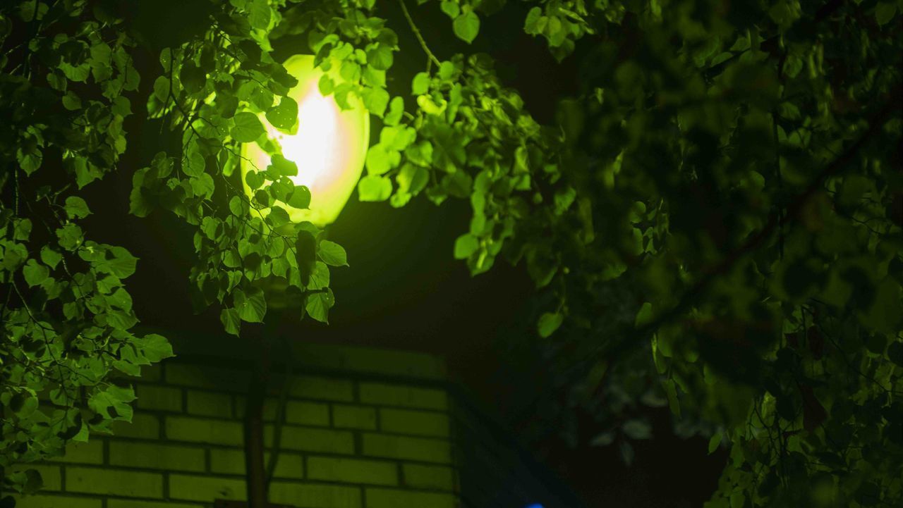 LOW ANGLE VIEW OF TREES AND PLANTS AT NIGHT