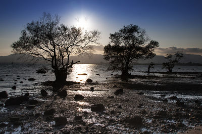 Bare trees on beach against sky during sunset