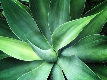 Close up with leaves with long green appearance.