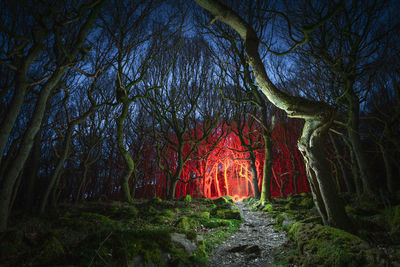 Low angle view of trees in forest at night