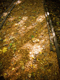 Leaves on tree trunk