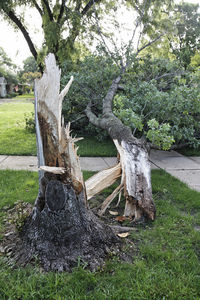 View of tree stump in forest