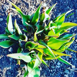 High angle view of succulent plant