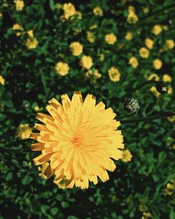 Close-up of fresh yellow flower blooming in garden