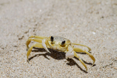 Close-up of an animal