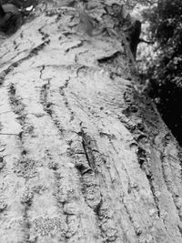 Full frame shot of tree trunk