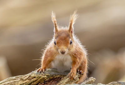 Close-up of squirrel