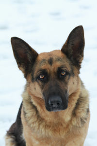 Close-up portrait of dog in snow