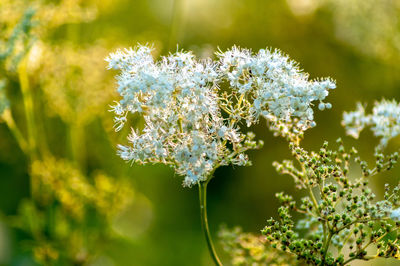 Close-up of white flowering plant