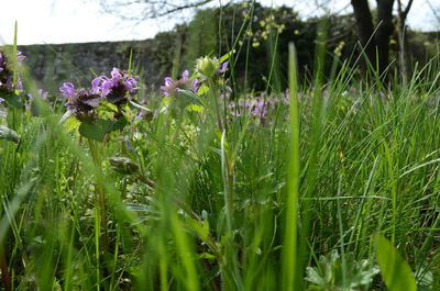 Close-up of purple flowers growing in field