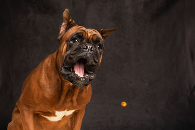 Dog catches food in flight close-up