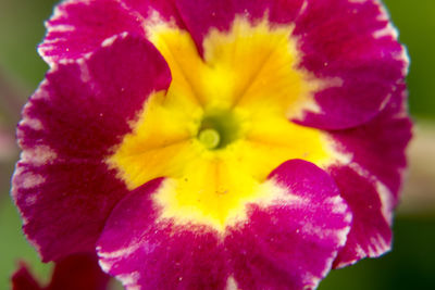 Close-up of pink flower