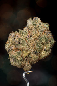 Close-up of broccoli