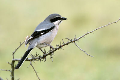 Close-up of bird perching on branch