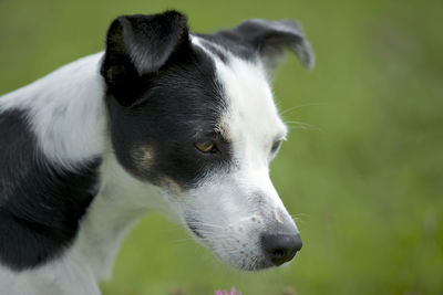 Close-up of dog