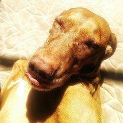 Close-up of dog sleeping