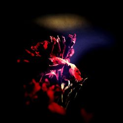 Close-up of red rose flower against black background