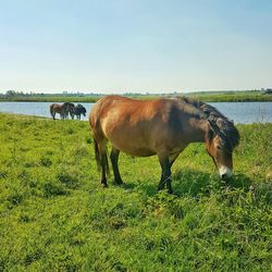 Horses in a field