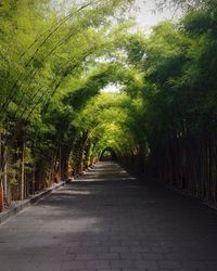 Empty pathway along trees