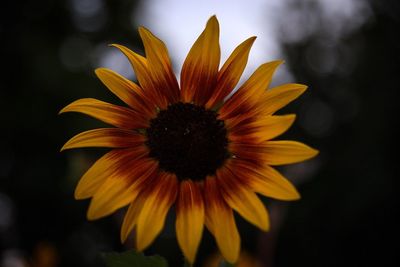 Close-up of sunflower