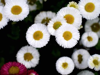 Close-up of white daisy blooming outdoors