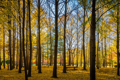Trees in forest during autumn