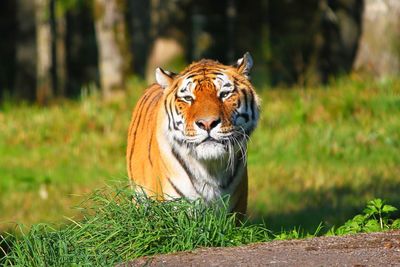 Close-up of a cat looking away