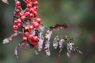 Close-up of red small balls growing on tree