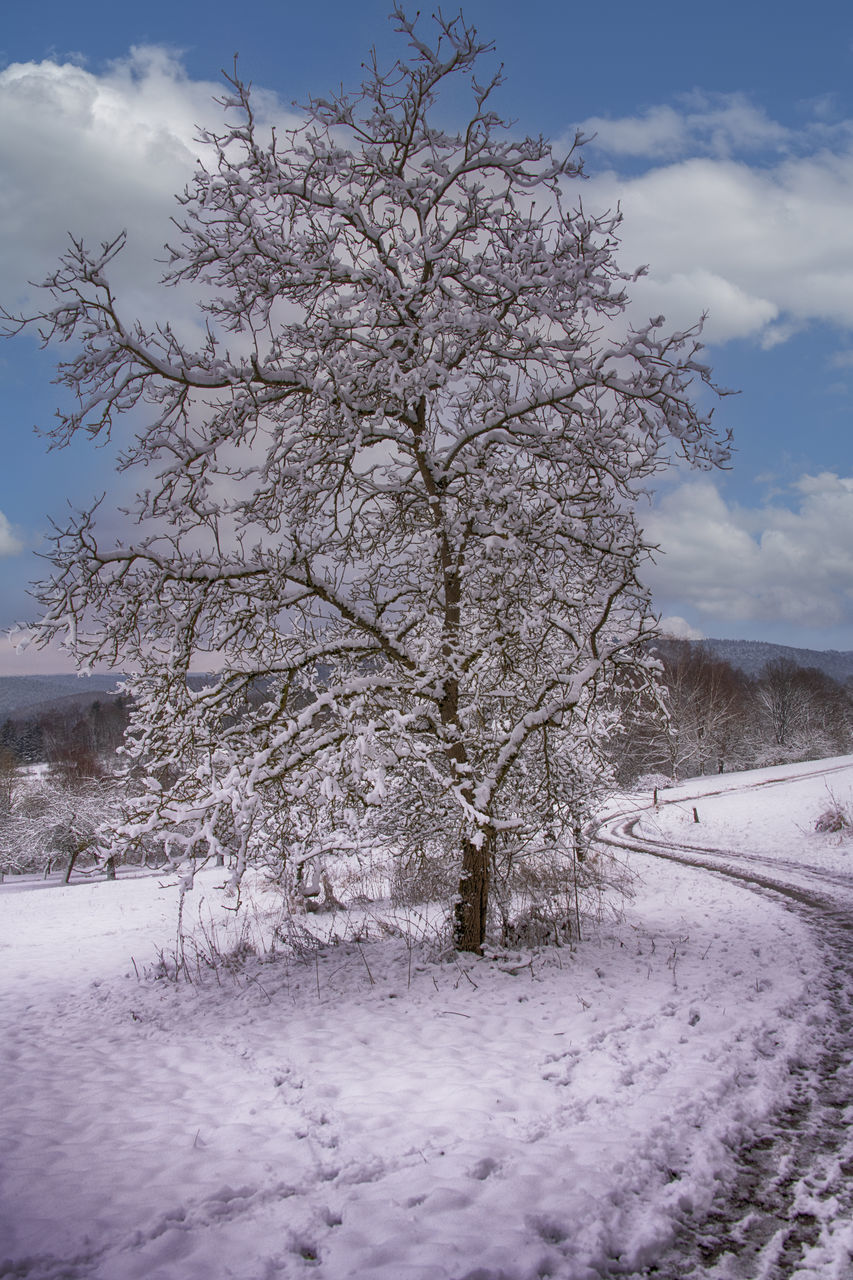 SNOW COVERED TREE ON FIELD AGAINST SKY