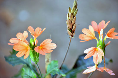 Close-up of flowering plant