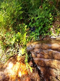 High angle view of plants