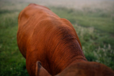 Close-up of a cattle on field