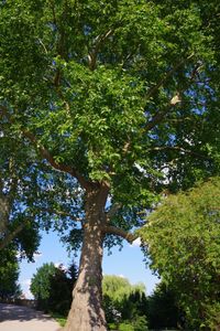 Low angle view of trees in forest against sky