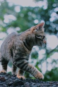 Cat and nature 