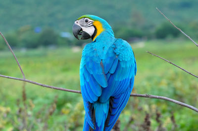 Close-up of blue parrot perching on branch