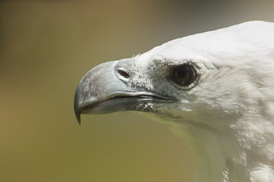 Close-up of eagle outdoors