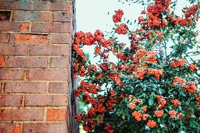 Close-up of red flowers