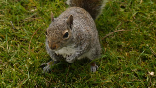 High angle view of squirrel on grass
